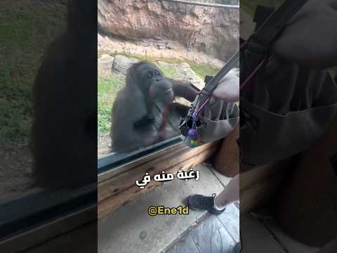 أذكي شمبانزي في العالم