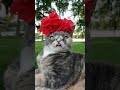 So Many Bleps!