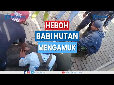 Babi Hutan Ngamuk Lukai Paha ABG di Bayongbong Garut