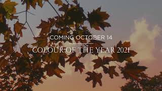 Colour of the Year 2021 is Coming | Benjamin Moore