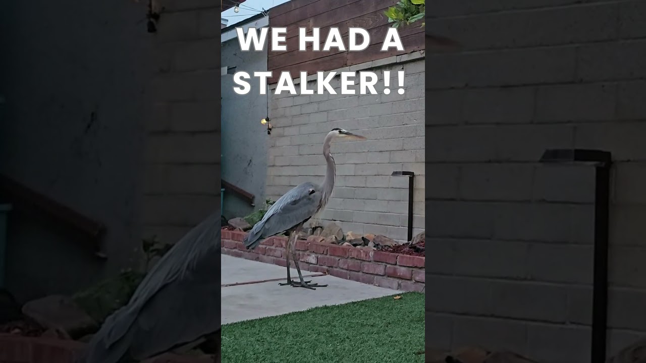 Heron Chronicles Part 11: Revisiting the Stealthy Intruder in 4k #shorts #heron