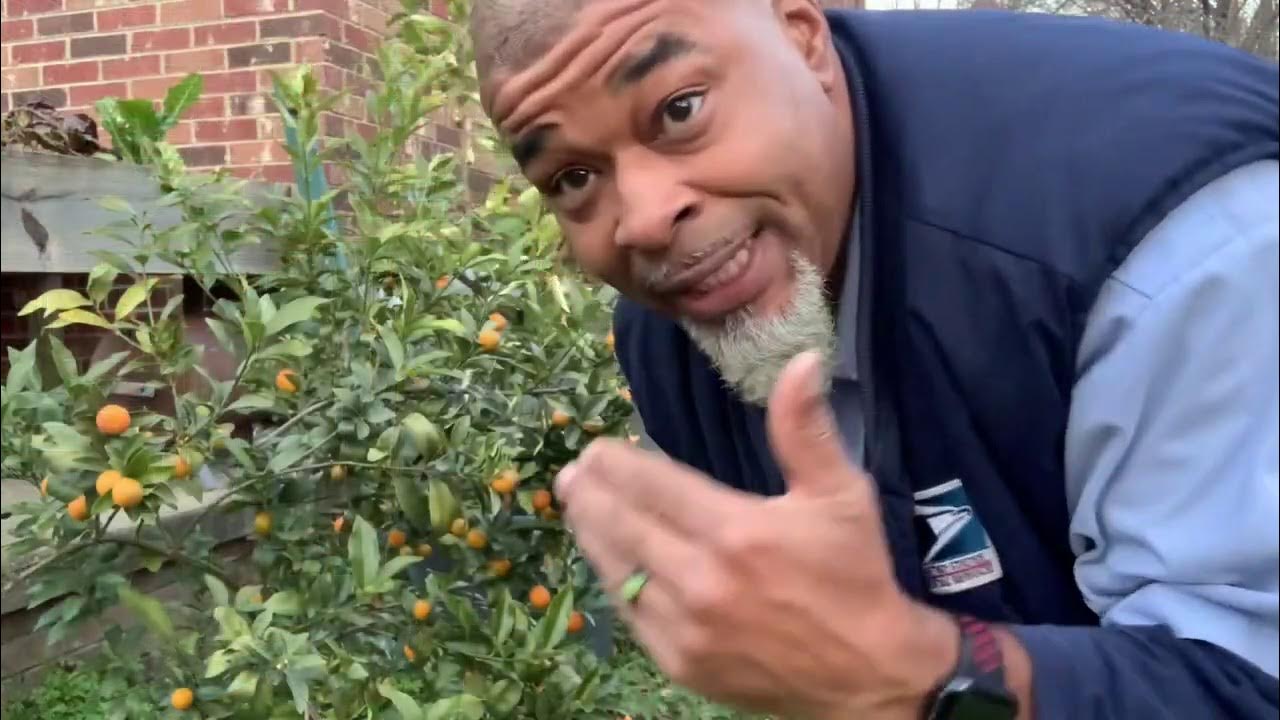 When to feed citrus trees? RIGHT NOW! That’s when.😉🌳🍊 YouTube