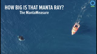 MantaMeasure  How Big is That Manta Ray?