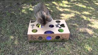 CatAmazing - The Best Cat Toy Ever! by CatAmazing 4,098 views 11 years ago 3 minutes, 6 seconds