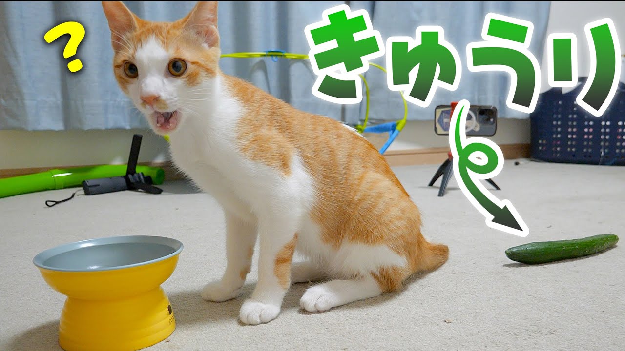 きゅうり 猫
