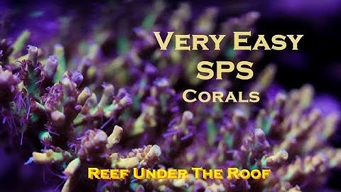 Easy to keep SPS Corals (Get these NOW!)