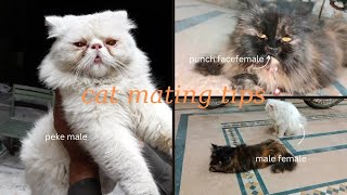 how to tell if cat mating was successful  / cat mating process