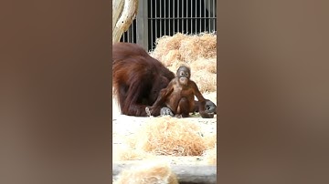 Orangutan Sari and her Funny Baby Kendari.#shorts#funnyvideo#orangutans#funnyanimal#zoo