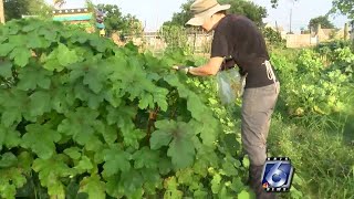 Grow Local South Texas aims to boost awareness in local produce