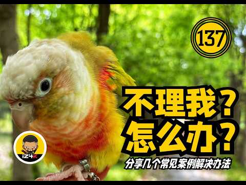不理我怎么办？【#137】手养鹦鹉【问答】分享几个案例与个人经历和实验~~