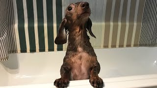 Dachshund Bath Time by Always Hungry Cat 64,581 views 6 years ago 2 minutes, 14 seconds