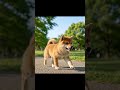 #犬 #柴犬 #犬のいる暮らし #癒し #今日のわんこ