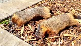 How to Get Rid of Rockchucks (Yellow-Bellied Marmots) # 2