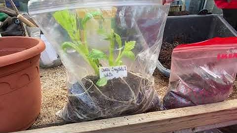A NEW Dahlia bag growing technique! - The most effective way to grow cuttings from your tubers