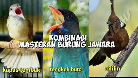 Kombinasi Masteran Burung Juara, Suara Kapas tembak, Cililin dan Tengkek buto