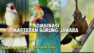 Kombinasi Masteran Burung Juara, Suara Kapas tembak, Cililin dan Tengkek buto