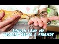 Housing 2 or More Leopard Geckos Together | UPDATED!