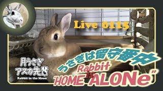 【 Live! 】ウサギは留守番中 0115　2019年6月17日