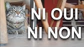 La Cascade Parole De Chat Youtube