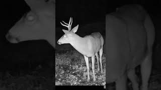 Whitetail or Blacktail Buck? #trailcam #trailcamera