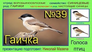 Гаичка. Синица. Голоса птиц Гаичка. Синица. Голоса птиц