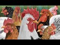 Drawing chickens