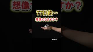 毎日1枚。保護子猫の77日間｜三毛猫成長記録