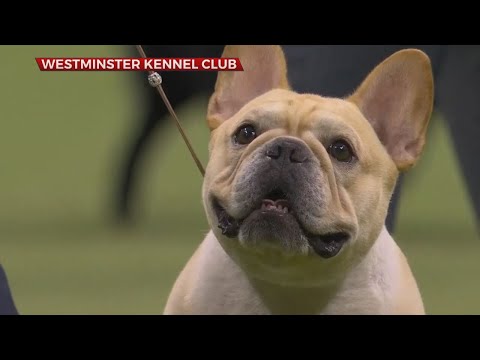 Video: The Westminster Kennel Club Dog Show