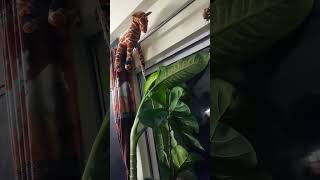 Ye Indoor Plant Apki Jaan Bhi Le Sakta Hai