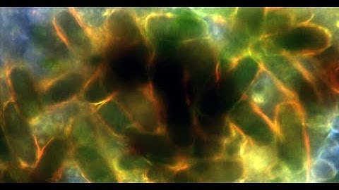 Greg Lowry and Astrid Avellan: Discovering how Nanoparticles Dissolve in Natural Water Environments