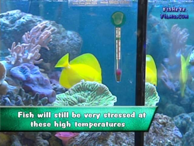 Saltwater Fish Temperature Chart