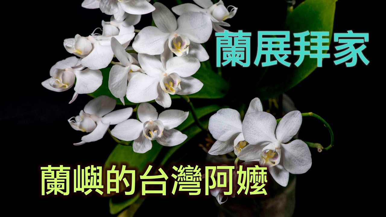 (國際蘭展 戰利品1 ) 來至於蘭嶼的台灣阿嬤 蝴蝶蘭 之美 | Phalaenopsis amabilis | Phalaenopsis  aphrodite