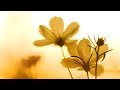 Morning Relaxing Music - Instrumental Background Music for Stress Relief, Massage, Yoga (Season 1)