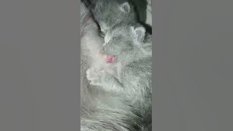 Watch the video about Wonderful life of new babies *cattery Calmcat British Shorthair