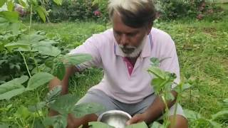 Organic Vegetables are ready to eat | Dhyanam