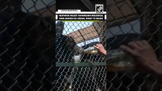 Nahargarh biological park serves ice cream to bears, changes animals’ diet to beat heatwave