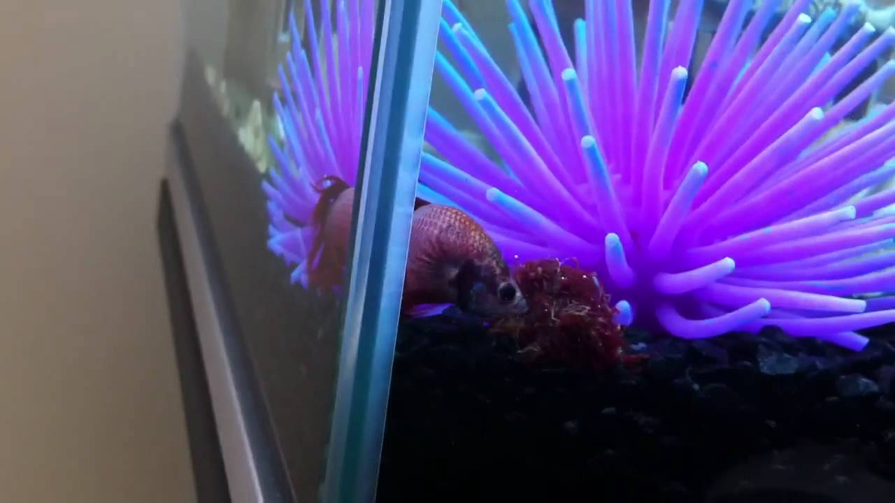 Siamese Fighter Fish, Red Tailed Sharks, Guppies, Mollies YouTube