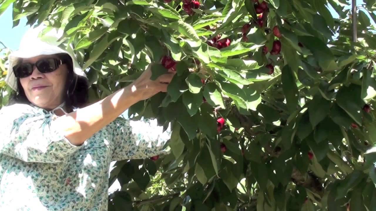 Cherry Picking Lopez Ranch Brentwood California YouTube