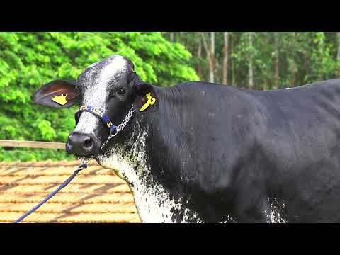 LOTE 10   RAFAELA FIV GILLIGAN SANTA LUZIA  1350CL