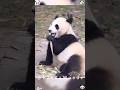 A mischievous panda is here to make everyone smile #panda #cutepanda #trending #cute