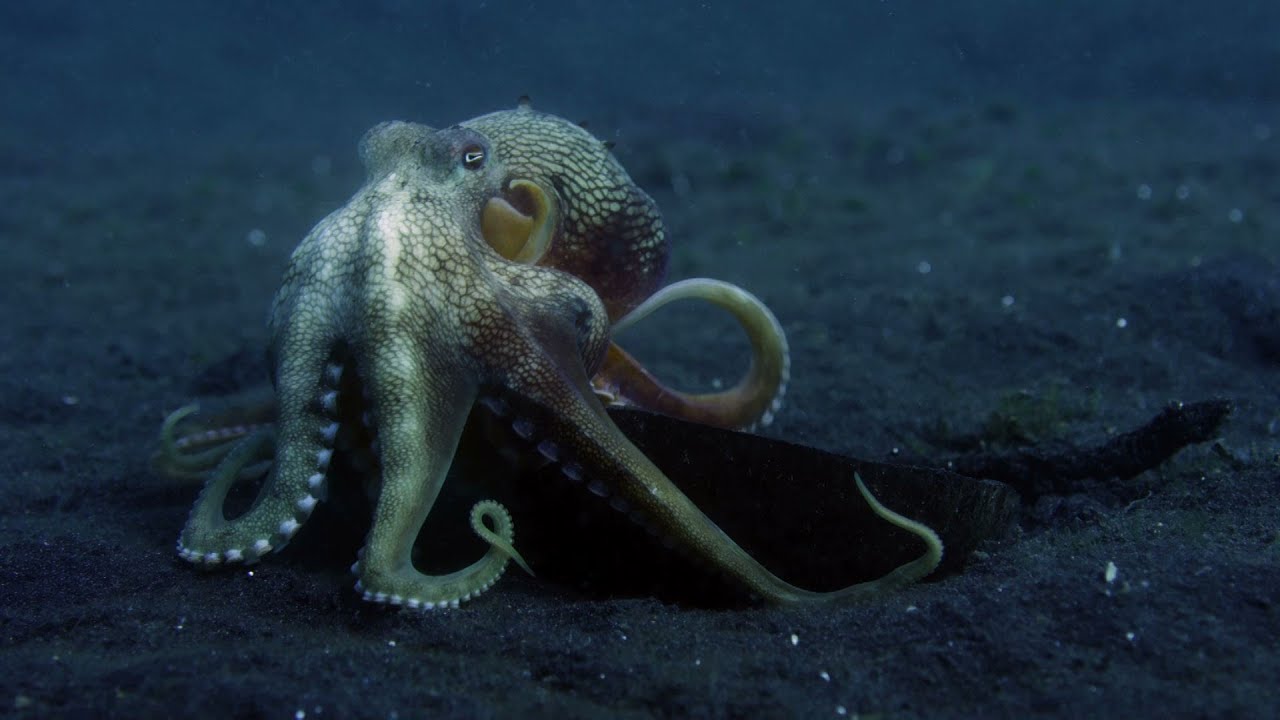 An Octopus S Garden More Than Just A Song