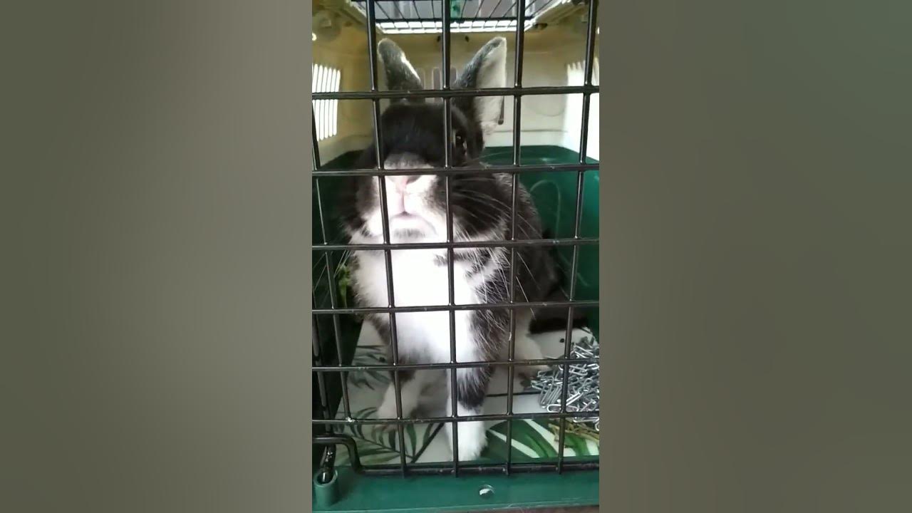 Сижу за решеткой в темнице сырой!🐰😁 - YouTube