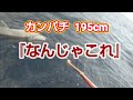 世界記録クラス『巨大カンパチ』大物泳がせ釣り Amberjack 室戸 愛海丸