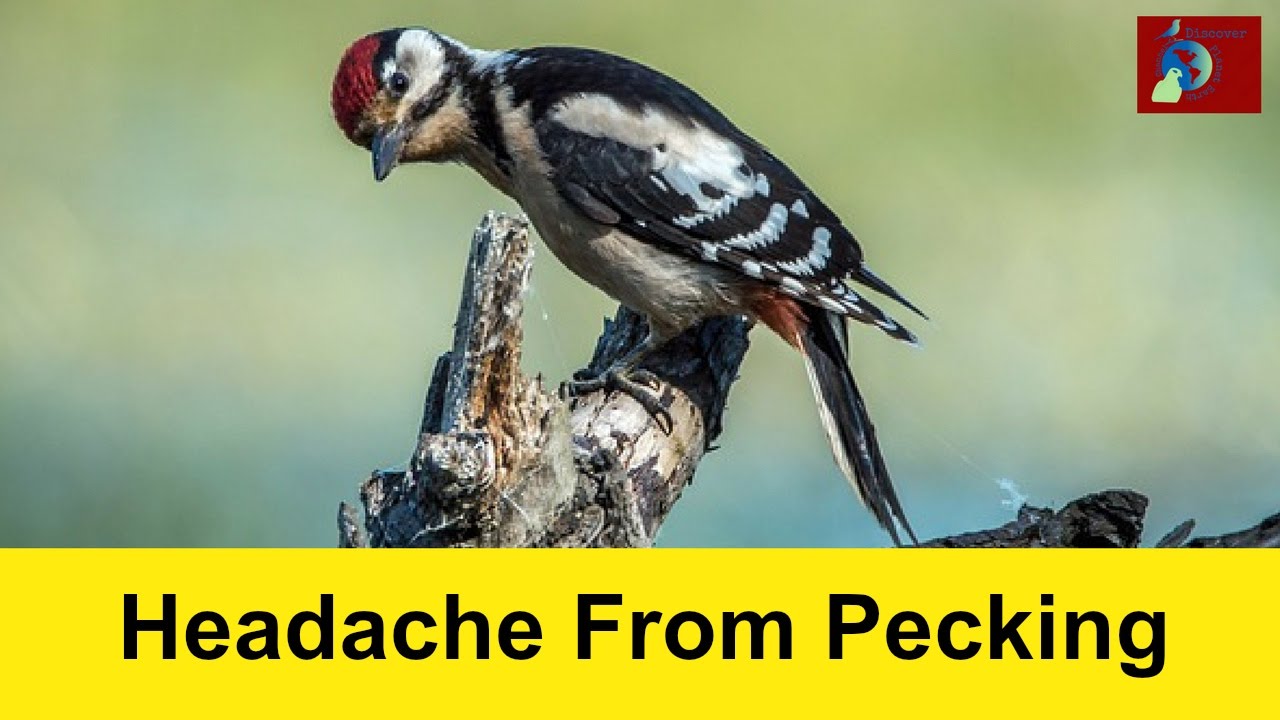 Do Woodpeckers Get a Headache? - YouTube