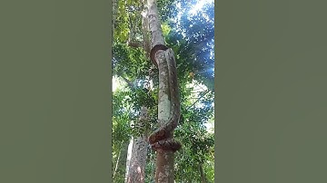 A python climbs a tree #reticulatedpython #python
