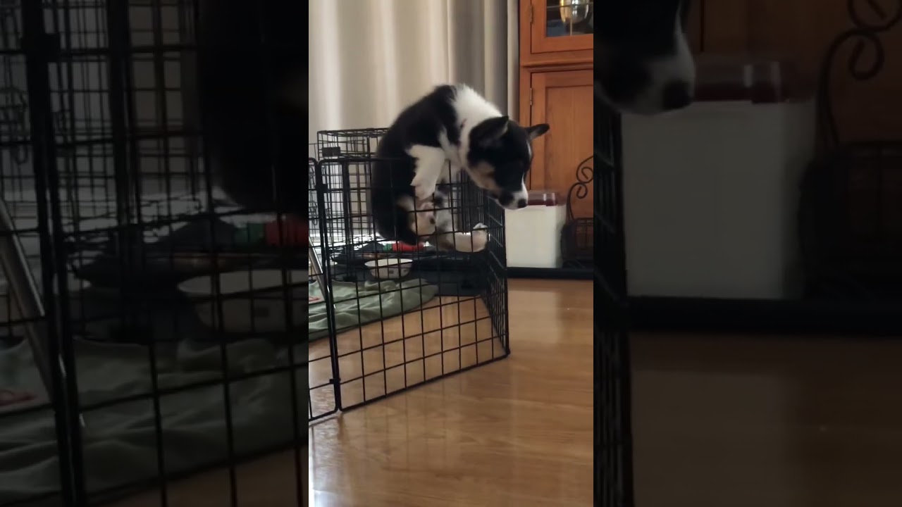Corgi puppy does a jail break!!  9 week old Mazy!  