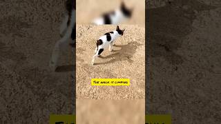 The kitten walk with limping. Doesn&#39;t know where to go#shorts #alma #limping #videoviral