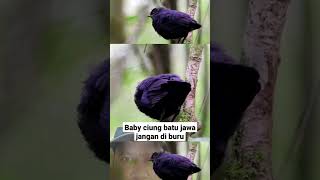 Trotolan burung ciung batu jawa #shorts #burung