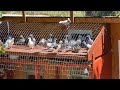 Racing pigeons  settling new birds in just 3 days
