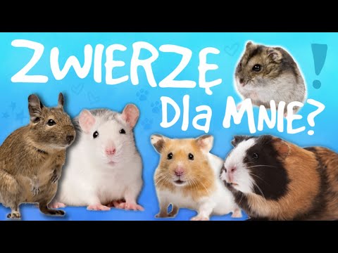 Wideo: Skutki uboczne dla Cerenii u psów